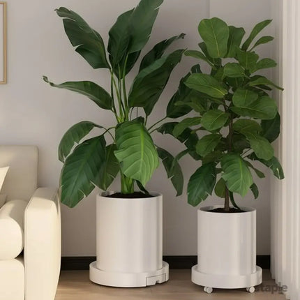 CARLA HOME 2-Pack Rolling Plant Stand with 360° Wheels for Indoor Pots (26 cm)-2050057504876007425