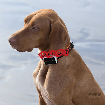Pawfit 3 Tracker-1869883041959251970
