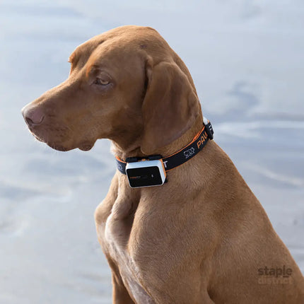 Pawfit 3 Tracker-1869883041959251970