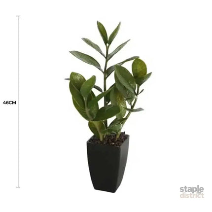 Potted Zanzibar 46cm - Appliances > Kitchen Appliances > Cooking Ranges