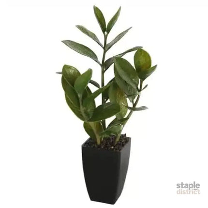 Potted Zanzibar 46cm - Appliances > Kitchen Appliances > Cooking Ranges