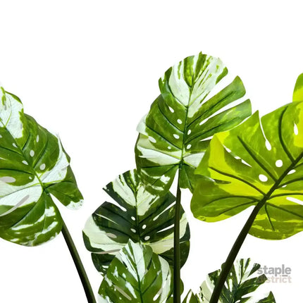 Premium Artificial Potted Monstera Albo 150cm - Appliances > Kitchen Appliances > Cooking Ranges